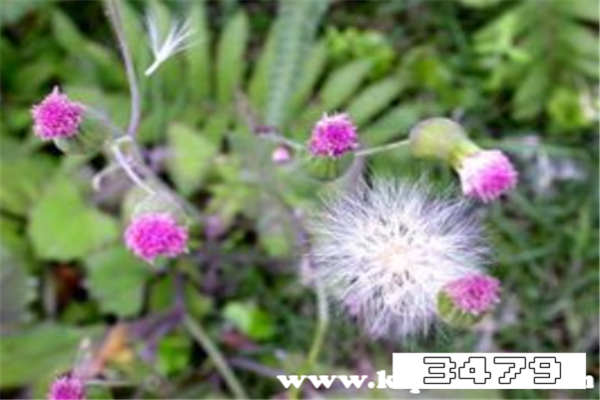 一点红草药有什么功效，一点红草能治什么病吗