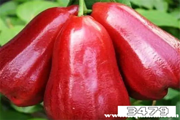 莲雾果有什么功效与作用 莲雾适合什么人群吃