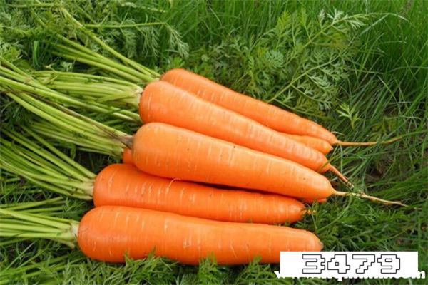 女性每天可以吃多少胡萝卜，胡萝卜一天吃多少合适
