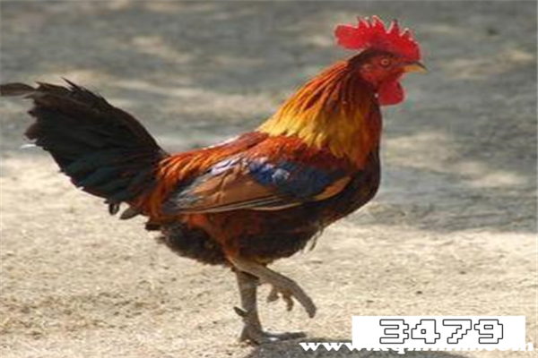 男孩子吃公鸡最佳年龄和季节，男孩子吃公鸡最佳月份