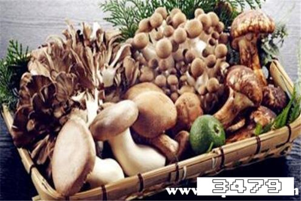 女人为什么少吃菌类，女人为什么不能吃菌类