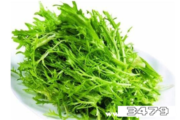 苦菊吃多了的危害，苦菊的副作用