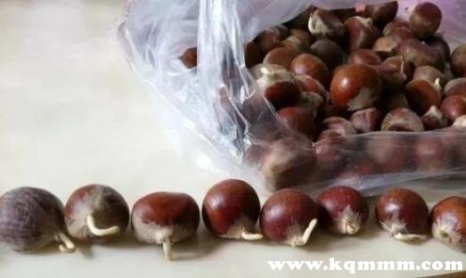 发芽的栗子煮熟了能吃吗，栗子发芽一点点还能吃吗 