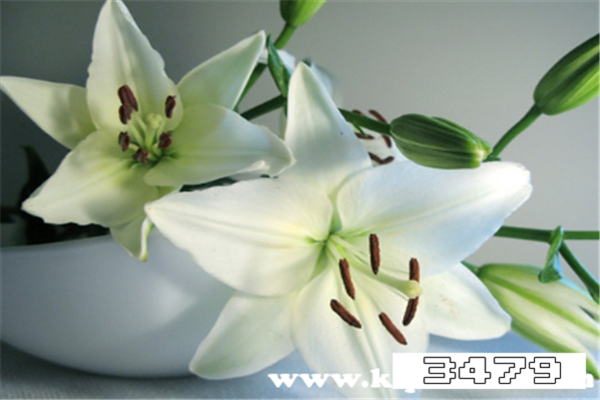 百合放冰箱后微出芽可以吃吗，百合冒小芽还能吃吗