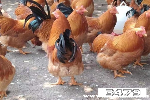 哪些人不宜吃阉鸡，阉鸡和没阉的鸡有什么区别 