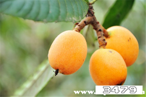 吃枇杷有什么好处和坏处，枇杷果的禁忌事项