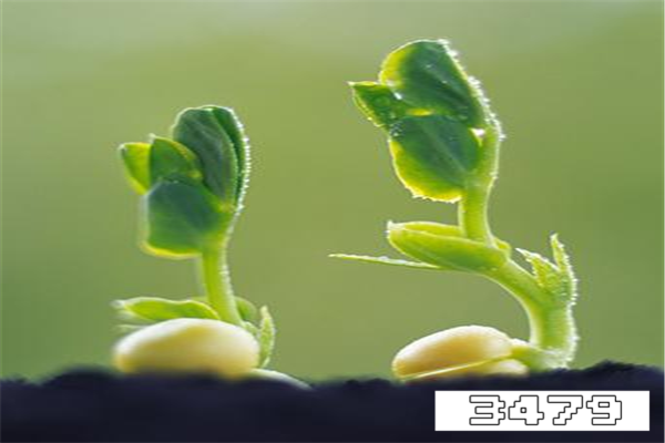 剥好的豌豆发芽能吃吗，豌豆发芽了有毒吗