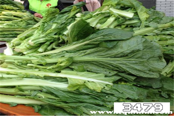 芥菜的功效与作用副作用，芥菜有什么好处和坏处