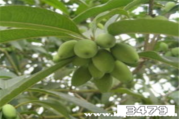 桂子的食用方法，桂子功效与用途