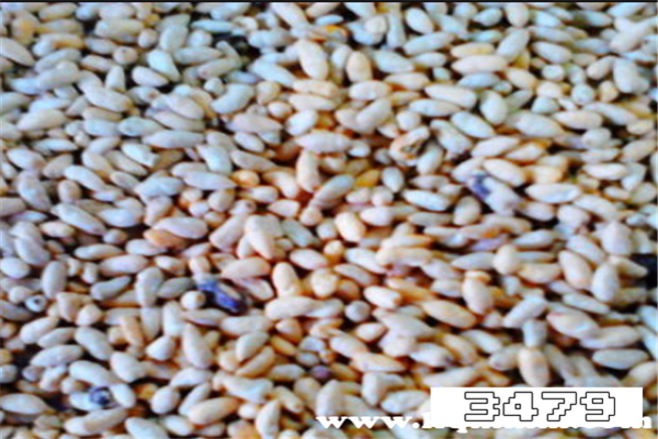 棉花籽的作用和副作用，吃棉花籽有什么好处