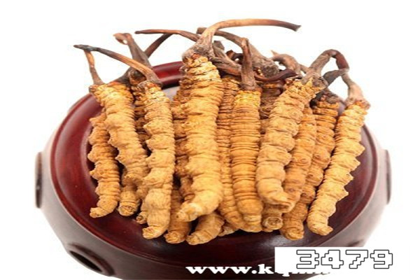 冬虫夏草功效与作用及禁忌人群，冬虫夏草有哪些功效和禁忌