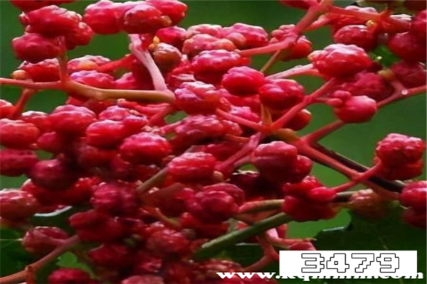 长期吃花椒对身体有好处吗，花椒的功效与作用与用法