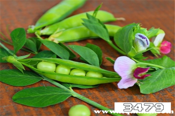 豌豆发芽了之后还能吃吗，豌豆发芽了还能吃吗新鲜豌豆