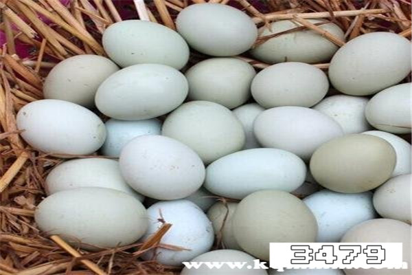 吃乌鸡蛋的好处与坏处，乌鸡蛋的功效与禁忌