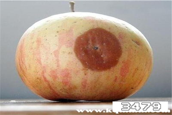 轻微发霉的食物可以吃吗，食物长了一点白毛还能吃吗