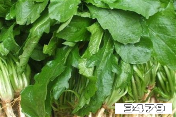 荠菜吃多了有什么副作用吗，荠菜禁忌副作用
