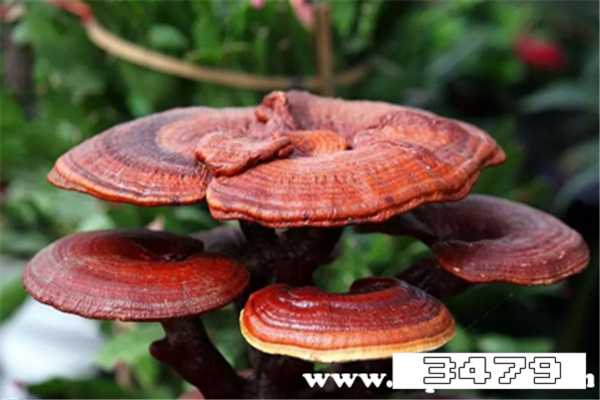 服用灵芝有什么禁忌，灵芝的正确吃法与用量