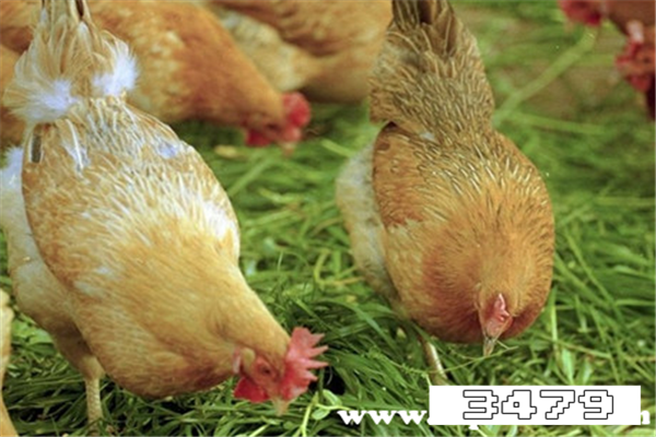 鸡油擦脸的好处和坏处，鸡油的功效与作用禁忌