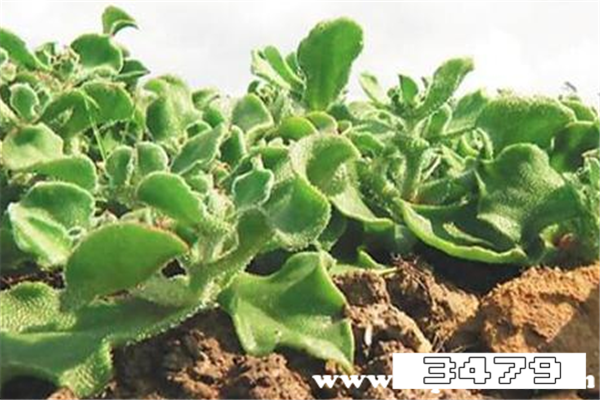 女人不能吃冰菜，冰菜什么人不适宜吃