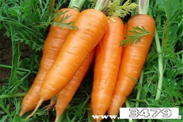 中医忌口萝卜包括胡萝卜吗，胡萝卜禁忌与副作用