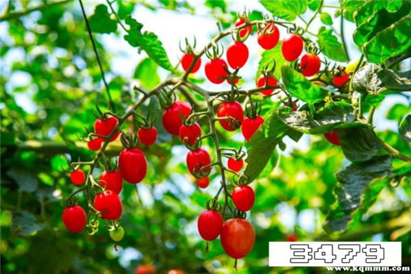 为什么减肥不建议吃圣女果，减肥为什么不能吃小番茄