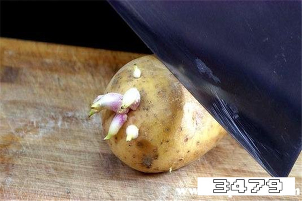 吃多少土豆芽会致死，土豆芽吃多少才会中毒