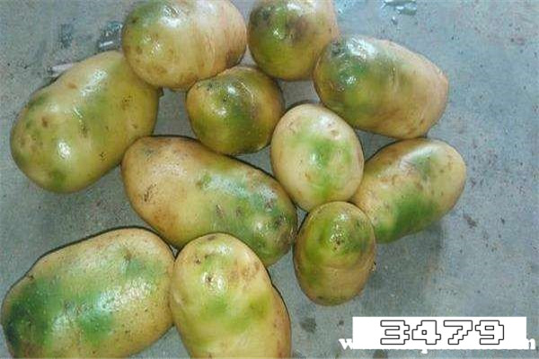 发芽土豆吃完几小时会中毒，土豆中毒多久反应出来