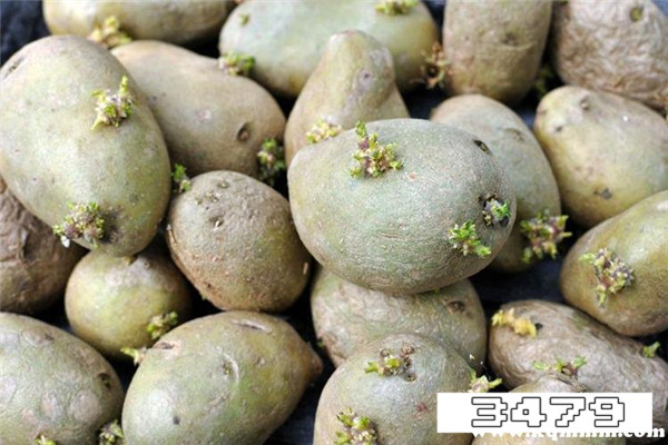 不能吃的土豆照片，土豆什么样不能吃图片