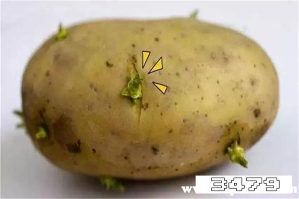 农村人一直吃发芽的土豆为什么没事，发芽的土豆到底还能吃吗