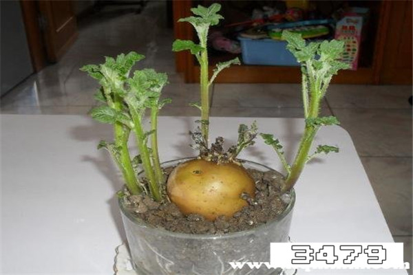 土豆发芽后会形成什么物质，土豆发芽会产生一种什么物质