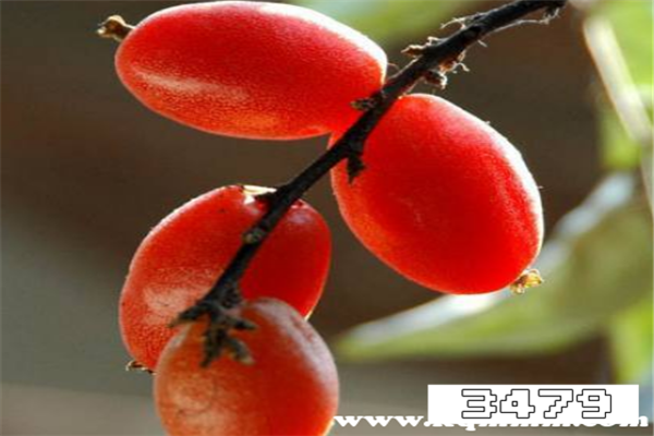 羊奶果的禁忌，什么人不能吃羊奶果