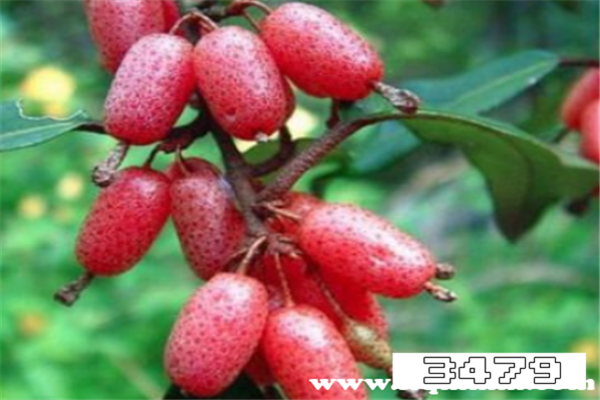 羊奶果叶子和根的功效作用与治病效果