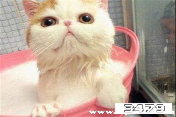 超简单自制猫咪沐浴露，宠物沐浴露配方与制作