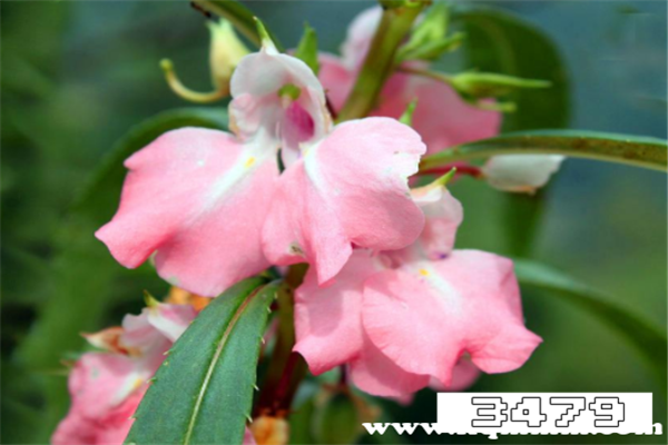 指甲草染发对身体有害吗，凤仙花致癌是真是假