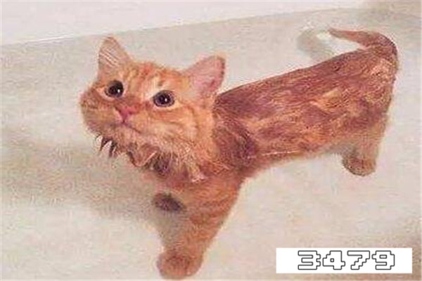什么能代替猫沐浴露，用什么代替猫沐浴露