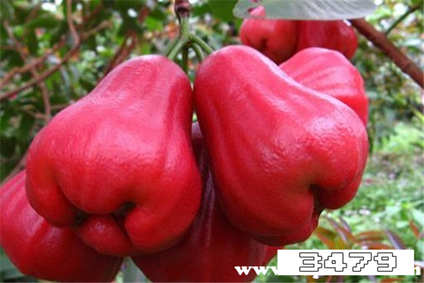 莲雾能治痔疮吗，莲雾为什么叫痔疮果