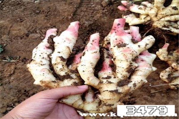 生姜从地里挖出来后如何储存，新鲜带泥生姜如何保存