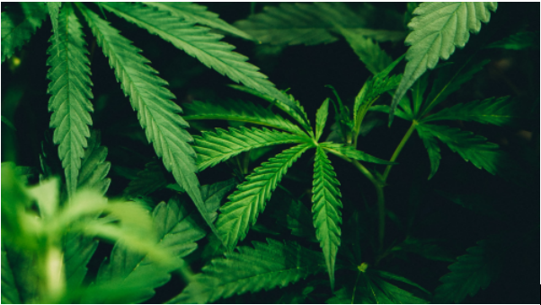 张沫凡亲力推荐魔力肌源，在时尚圈中悄然兴起