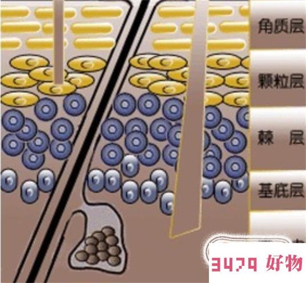 皮肤的基础知识