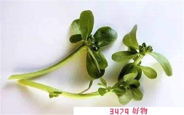 马齿苋可以祛痘吗，马齿苋治疗痘痘