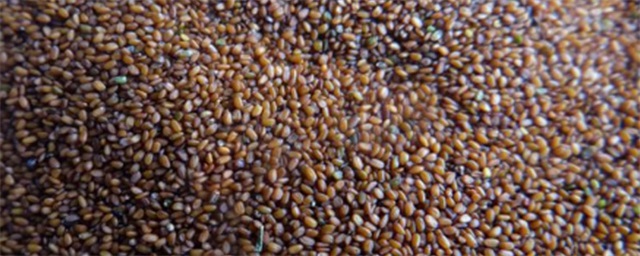  海藻祛痘面膜如何调配，海藻面膜怎么调祛痘