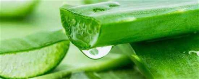 芦荟加什么可以美白淡斑，芦荟在美容方面的作用和功效