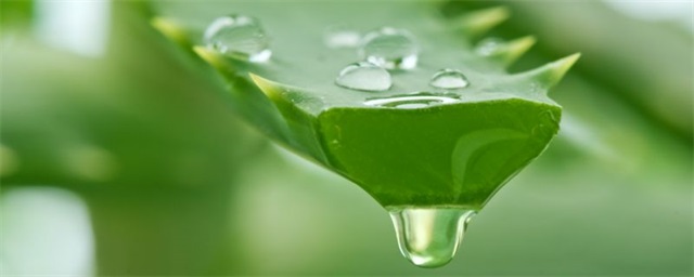 芦荟原液的使用方法，芦荟原液能直接涂脸上