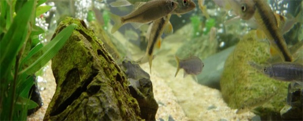  蛋白棉有什么作用，蛋白棉的作用是什么