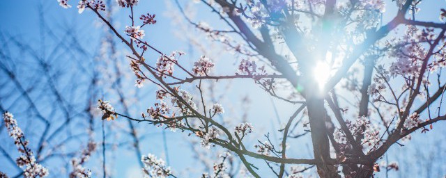 梅花在什么季节开放，梅花是哪个季节开的