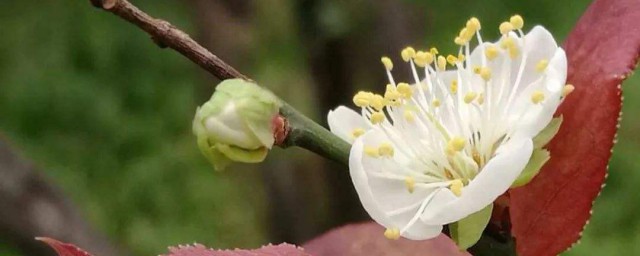 海棠花的传说故事，关于海棠花的传说