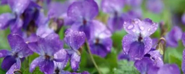 紫罗兰怎么繁殖，紫罗兰如何繁殖