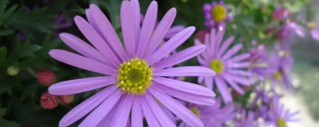 紫色雏菊的花语是什么，紫色雏菊的花语是啥