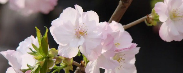 山樱花的花语，山樱花的花语是什么