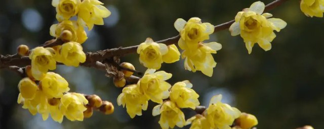 腊梅花语是什么，腊梅花语是啥